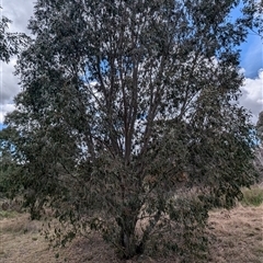 Eucalyptus stellulata at Kambah, ACT - 5 Oct 2024