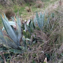 Agave americana (Century Plant) at Kambah, ACT - 5 Oct 2024 by HelenCross