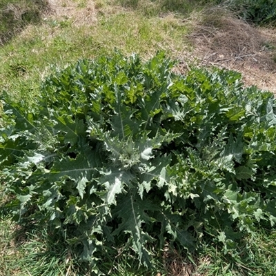 Onopordum acanthium (Scotch Thistle) at Kambah, ACT - 5 Oct 2024 by HelenCross