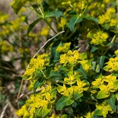 Euphorbia oblongata (Egg-leaf Spurge) at Kambah, ACT - 5 Oct 2024 by HelenCross