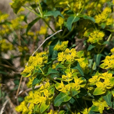 Euphorbia oblongata (Egg-leaf Spurge) at Kambah, ACT - 5 Oct 2024 by HelenCross