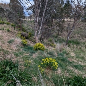 Euphorbia oblongata at Kambah, ACT - 5 Oct 2024 11:29 AM