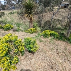 Euphorbia oblongata at Kambah, ACT - 5 Oct 2024