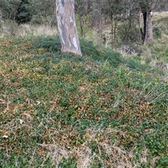 Vinca major at Kambah, ACT - 5 Oct 2024