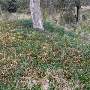 Vinca major at Kambah, ACT - 5 Oct 2024