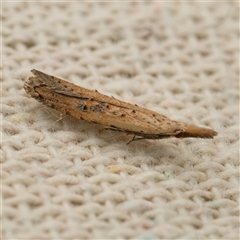 Carposina (genus) (A Fruitworm moth) at Harrison, ACT - 4 Oct 2024 by DPRees125