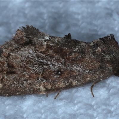 Elusa semipecten (Variable Armyworm) at Bulli, NSW - 4 Oct 2024 by jb2602