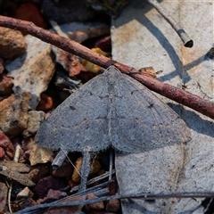 Taxeotis reserata at Yarralumla, ACT - 27 Sep 2024 10:28 AM