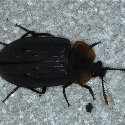 Ptomaphila perlata (Carrion beetle) at Bulli, NSW - 4 Oct 2024 by jb2602