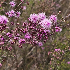 Kunzea parvifolia (Violet Kunzea) at Majors Creek, NSW - 5 Oct 2024 by MatthewFrawley