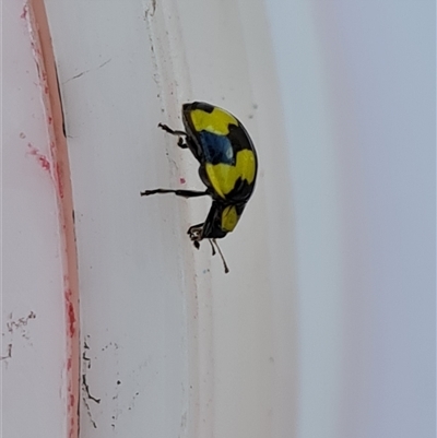 Illeis galbula (Fungus-eating Ladybird) at Isaacs, ACT - 5 Oct 2024 by Mike