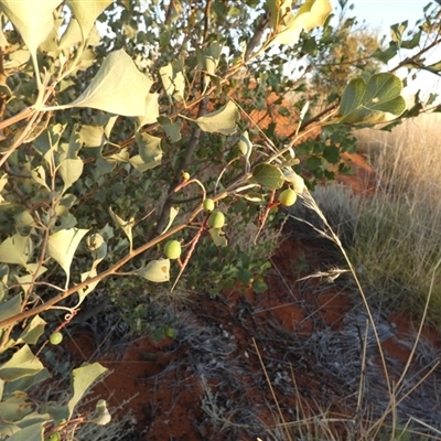 Grevillea wickhamii (Holly-leaved Grevillea, Wickham's Grevillea) at Gibson Desert North, WA - 28 Aug 2024 by Paul4K