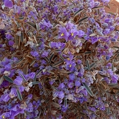 Solanum sturtianum at Gibson Desert North, WA - 28 Aug 2024 by Paul4K
