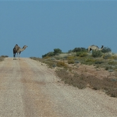 Camelus dromedarius (Camel, Dromedary) at Gibson Desert North, WA - 27 Aug 2024 by Paul4K