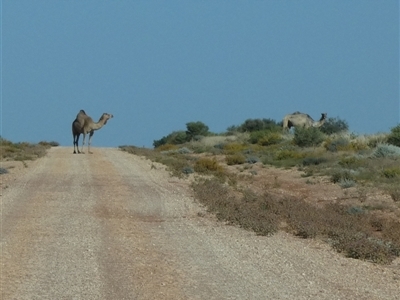 Camelus dromedarius (Camel, Dromedary) at Gibson Desert North, WA - 28 Aug 2024 by Paul4K