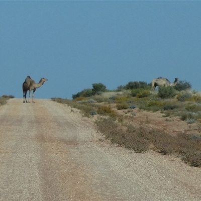 Camelus dromedarius (Camel, Dromedary) at Gibson Desert North, WA - 27 Aug 2024 by Paul4K