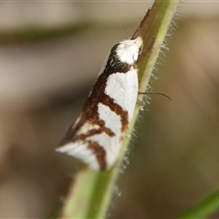 Ocystola paulinella (A Concealer Moth) at Wallaroo, NSW - 5 Oct 2024 by Anna123