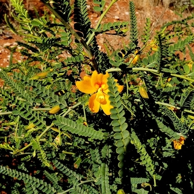 Unverified Other Shrub at Gibson Desert North, WA - 28 Aug 2024 by Paul4K