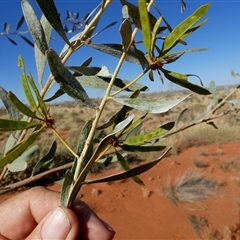 Unverified Wattle at Gibson Desert North, WA - 28 Aug 2024 by Paul4K