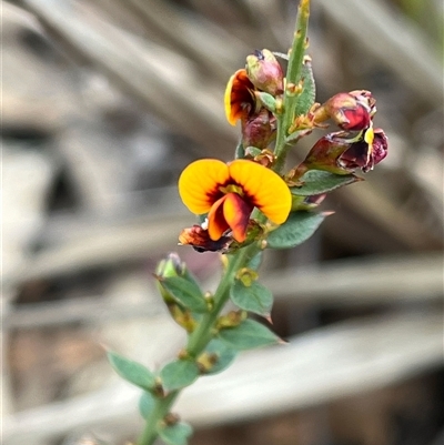 Daviesia ulicifolia subsp. ruscifolia (Broad-leaved Gorse Bitter Pea) at Bruce, ACT - 5 Oct 2024 by RWPurdie