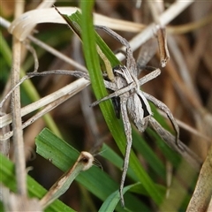 Argoctenus sp. (genus) (Wandering ghost spider) at Wallaroo, NSW - 4 Oct 2024 by Anna123