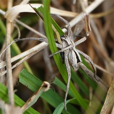 Argoctenus sp. (genus) (Wandering ghost spider) at Wallaroo, NSW - 4 Oct 2024 by Anna123