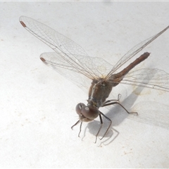 Diplacodes bipunctata (Wandering Percher) at Belconnen, ACT - 5 Oct 2024 by JohnGiacon