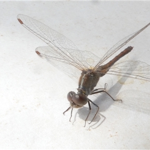 Diplacodes bipunctata at Belconnen, ACT - 5 Oct 2024 10:41 AM