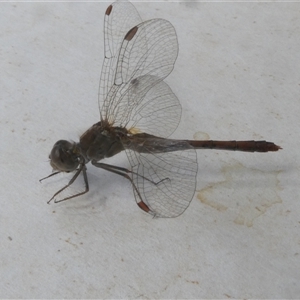 Diplacodes bipunctata at Belconnen, ACT - 5 Oct 2024 10:41 AM