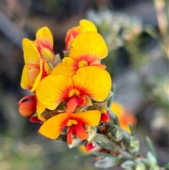 Dillwynia sericea (Egg And Bacon Peas) at Bruce, ACT - 3 Oct 2024 by RWPurdie