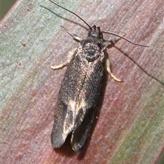 Leistomorpha brontoscopa (A concealer moth) at Wallaroo, NSW - 5 Oct 2024 by Anna123