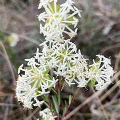 Pimelea linifolia (Slender Rice Flower) at Acton, ACT - 5 Oct 2024 by RWPurdie