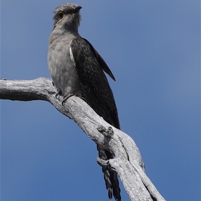 Cacomantis pallidus (Pallid Cuckoo) at Wallaroo, NSW - 5 Oct 2024 by Anna123