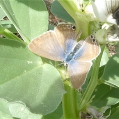 Lampides boeticus (Long-tailed Pea-blue) at Belconnen, ACT - 4 Oct 2024 by JohnGiacon