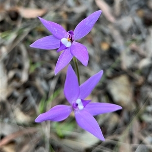 Glossodia major at Acton, ACT - 3 Oct 2024