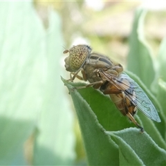 Eristalinus punctulatus at Belconnen, ACT - 4 Oct 2024