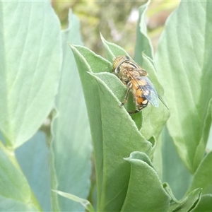 Eristalinus punctulatus at Belconnen, ACT - 4 Oct 2024