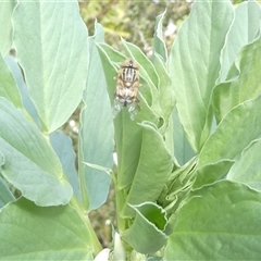 Eristalinus punctulatus at Belconnen, ACT - 4 Oct 2024