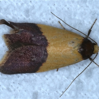 Heteroteucha dichroella (A Concealer moth (Wingia Group)) at Bulli, NSW - 4 Oct 2024 by jb2602