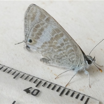 Lampides boeticus (Long-tailed Pea-blue) at Belconnen, ACT - 4 Oct 2024 by JohnGiacon