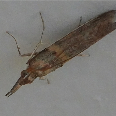 Etiella behrii (Lucerne Seed Web Moth) at Hall, ACT - 5 Oct 2024 by Anna123