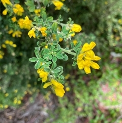 Genista monspessulana (Cape Broom, Montpellier Broom) at Macquarie, ACT - 5 Oct 2024 by JohnGiacon