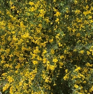 Genista monspessulana at Macquarie, ACT - 5 Oct 2024 12:13 PM