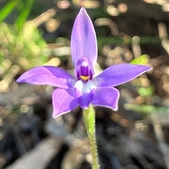 Glossodia major (Wax Lip Orchid) at Hall, ACT - 2 Oct 2024 by strigo