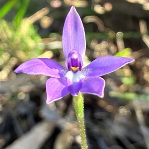 Glossodia major at Hall, ACT - suppressed