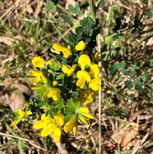 Cytisus scoparius subsp. scoparius at Hall, ACT - 1 Oct 2024 10:26 AM