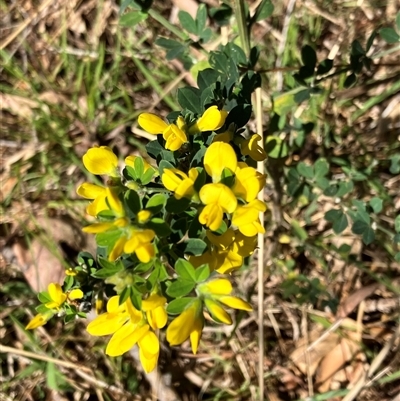 Cytisus scoparius subsp. scoparius (Scotch Broom, Broom, English Broom) at Hall, ACT - 1 Oct 2024 by strigo