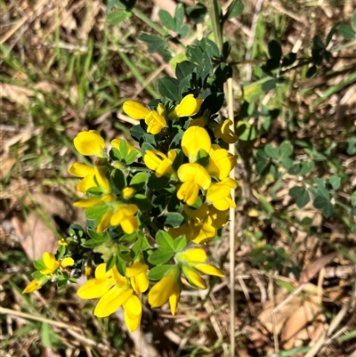 Cytisus scoparius subsp. scoparius (Scotch Broom, Broom, English Broom) at Hall, ACT - 1 Oct 2024 by strigo