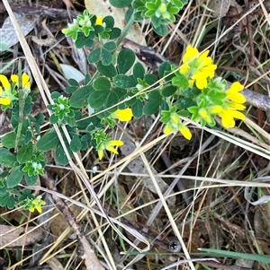 Cytisus scoparius subsp. scoparius at Hall, ACT - 1 Oct 2024 10:26 AM