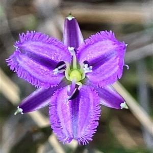 Thysanotus patersonii at Hall, ACT - 30 Sep 2024